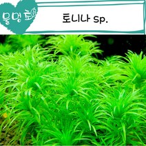 [물멍초] 야자수를 닮은 수초 토니나 sp. 7촉