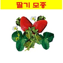 모종/ 딸기 모종/ 15cm화분 MJ06