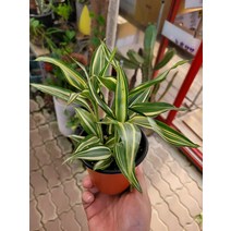 10~25cm 29 빅토리아 산데리아나 소품