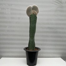 [다은꽃농원]선인장키우기 밍크선인장(대) 키우기쉬운 다육선인장 음이온발생 전자파차단, 1개