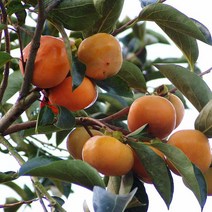 [GAP인증]밀양얼음골 단감 5kg(27-30과/줄포장), 단품