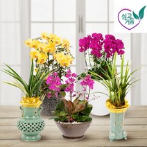 [심고거둠] 서양란 동양란 호접란 개업식 개업 축하 화분 전국 당일 배달, 15. 미니호접 고급형