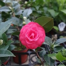 시즌플라워 [목본류]동백나무(색상랜덤)