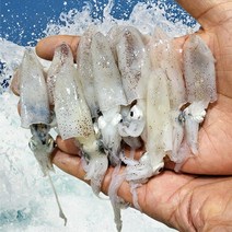 [산지직송] 제철 서해안 꼴뚜기 호래기 급냉 생물 1kg 회 새로푸드, 1개