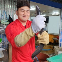 1kg 2~3미(대) 통영 붕장어 바다장어, 통영 바다장어_대 1kg (2미~3미)