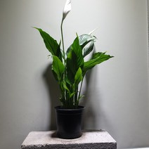 꽃백화점 스파트필름 중품 공기정화식물 45~60cm 69