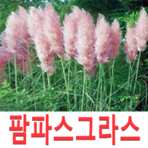 (성실D)야생화 핑크색 팜파스그라스모종(6치포트) 1개