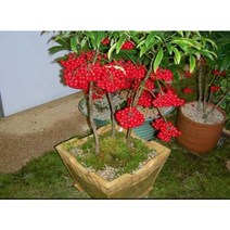 백량금 x 10포트 조경수 꽃나무 묘목 (DU)