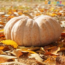 늙은호박 국산 생 맷돌호박 황금호박 노란 호박 특상품 임산부 출산후 수술후 다이어트, 1박스, 3kg~3.9kg