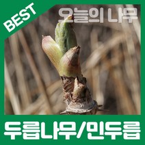 합리적 가격의 우수한 참두릅나무/가시없는 민두릅나무묘목 판매, 가시없는 민두릅나무묘목 중묘