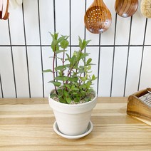 1+1 페퍼민트 키친허브 화분 세트 타임 바질 로즈마리 베란다 텃밭 허브 키우기, H10.페퍼민트, H02.라벤더