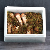 무농약 참송이버섯 세트, 참송이버섯 특품 700g 선물세트