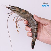 바른씨 프리미엄 킹타이거새우 대하, 20마리, 1kg