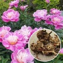 [장보리] 제천 월악산 4-6년산 작약나무 뿌리 (5뿌리), 상세 설명 참조