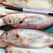 반건조 조기 남해안 백조기 4-8미 보구치 흰조기 마른 반건조생선