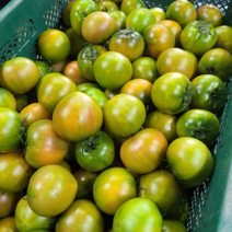 농장직송 대저 단짠 찰 토마토 당일수확 2.5kg, 03_대저 단짠 토마토 S~M 2.5kg