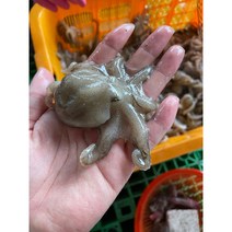 국내산 쭈꾸미 활쭈꾸미 1kg 12~16마리