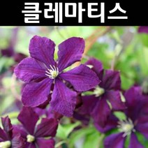 클레마티스(큰꽃으아리) 잭마니 포트 1개/꽃숙근/조경용