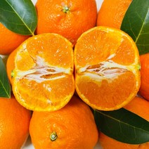 제주 레드향 3kg 가정용 선물용 당일수확