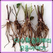 모종이야기 신품종다수확곰취 종근 / 다수확곰취1년생 뿌리모종 주당500원, 30개