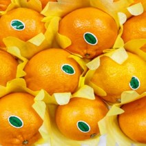 제주 천혜향 제철 제주도 선물용 3kg 5kg 설 명절 선물 세트, 선물용 중자 3kg