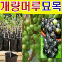 (GJ소망)개량왕머루묘목(포트) 2그루, 1개