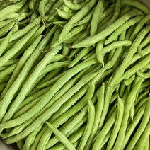 [ 금성식품 ]국산!!! 국내재배!!! 신선그린빈 껍질콩 깍지콩 빈스 500g