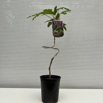 [다은꽃농원]돈들어오는 나무 황칠나무(중) 키우기쉬운 실내공기정화식물 최강인테리어 260