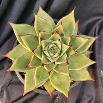 [메카다육]67-1114 블랙 슈퍼클론(에케베리아)화분포함 다육식물 선인장 다육금 다육철화 두들레야 아프리카식물 코노피튬 하월시아 수입다육이 국민이, 1개