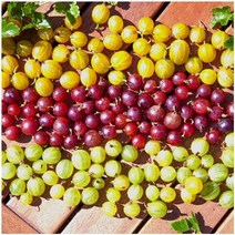 구즈베리나무 구즈베리 히노마키 그린 [삽목2년/포트] ulmt