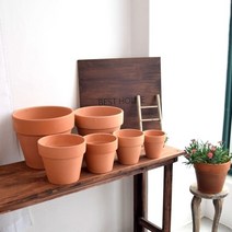 미스터리챠드 다육이토분 물마름화분 피치브라이드 입꽂이 춘맹 에오니움속 블루엘프