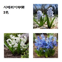 [모야모 구근] 시베리아무릇 실라 Scilla 3색 5개세트, 블루 5개