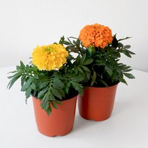 마이플랜트 [마이플랜트]메리골드 잉카 모종 금잔화 꽃모종 키우기 쉬운 식물, 선택완료, 메리골드(오렌지)