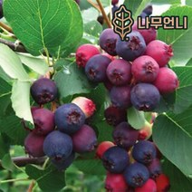 준베리 유실수 정원수 나무언니, 준베리 4치장포트