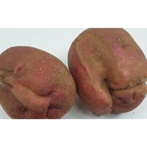 못난이 카스테라 홍감자 5kg 파지, 1개