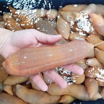 삼삼해물 개불 참개불 거제도 장목 횟감 5마리