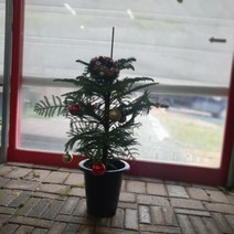 크리스마스트리 완성품 아라우카리아 대품 60~100cm 349, 1개