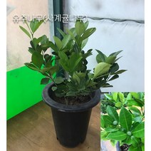 금강원예 오렌지레몬나무 &레몬나무&유주나무&낑깡나무 열매가 있어용!!, 3.유주나무(사계귤나무)