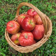 아침이슬사과 첫수확 햇 가을 빨간사과 1.5~5kg, 가정용4kg중과(15-19)