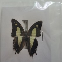 30가지 스타일의 나비 표본 실제 나비 곤충 날개를 펼치는 다양한 종류의 표본을 가르치는 가정 장식, 26
