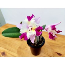 카틀레아 마리송(꽃이 피었던 상품) 중품1 대표적인서양란 향기좋은서양란 꽃이큰서양란
