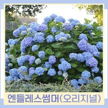 수국나무 묘목 정원수국 엔들레스썸머 오리지널 4치장포트 2개