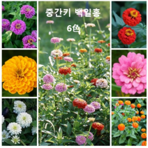 [모야모 꽃씨] 중간키 백일홍 Lilliput 6색 선택구매, 살구 Salmon, 1개