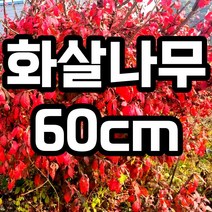 화살나무 60cm 분묘 철쭉마켓 빨간 단풍 묘목 노지월동 약용수 생울타리 조경수 정원수 음지 재배농원 직송, 화살나무 분묘 60cm 1개 (배송비별도)