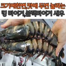 최고급 수율 보장 블래타이거새우 10미 15미 킹타이거새우 1미 5미, 블랙타이거새우_15미