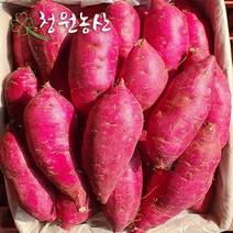 2022년 청원농산 햇밤 꿀고구마 (특/특상) 3kg 5kg 10kg, (특/특상) 5kg  x 1box