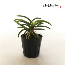 나라아트 난 부악(소) 동양란 풍란 난화분
