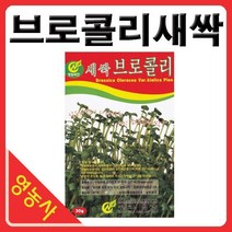 새싹브로콜리씨앗- 브로콜리싹 브로콜리씨앗 새싹채소 새싹씨앗 학습용 실험용 사계절 재배가능, 새싹엔다이브
