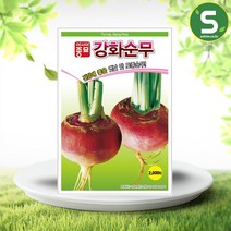 솔림텃밭몰 순무씨앗 2000립 강화순무 토종순무 무씨앗 무종자, 1개