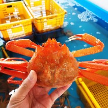 [당일조업 산지직송] 구룡포 박달홍게 연지홍게 대게 자숙 3kg, 육수홍게 3kg 10미, 1개